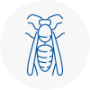 North London Wasp Nest Removal